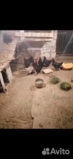 Куры несушки