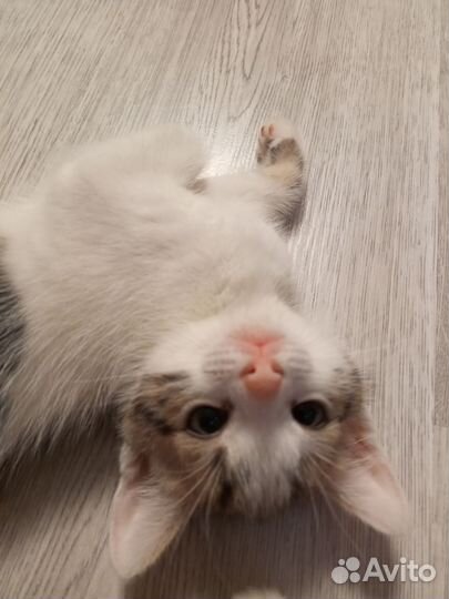 Отдам милого котёнка