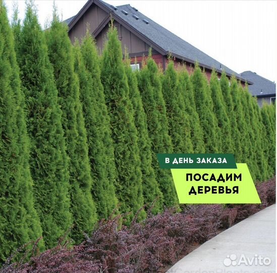 Туя Смарагд,Брабант,Колумна