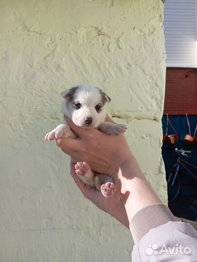 В добрые руки