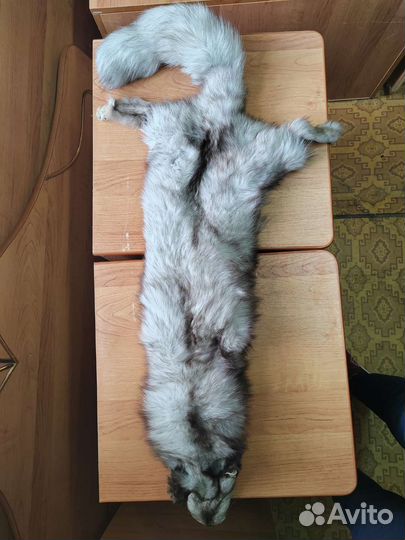 Целая шкурка песца