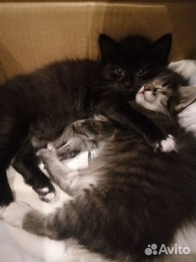 Котенок