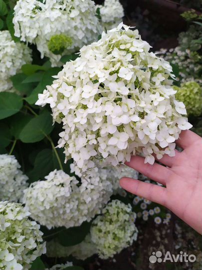 Гортензия древовидная Анабель