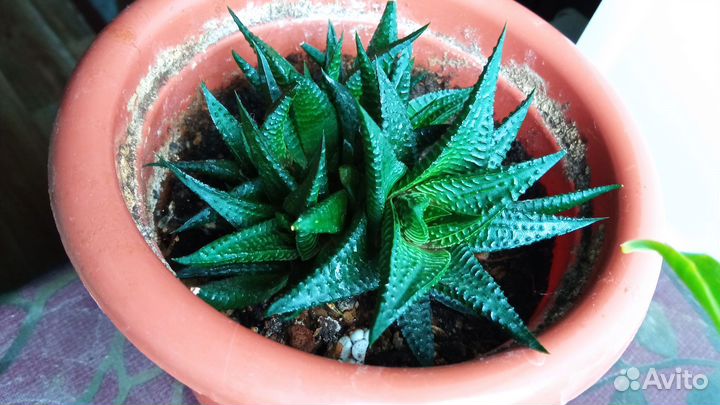 Сансевиерия, сингониум