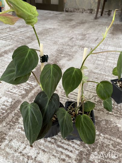 Сциндапсус и Филодендрон