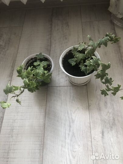 Хедера (плющ)