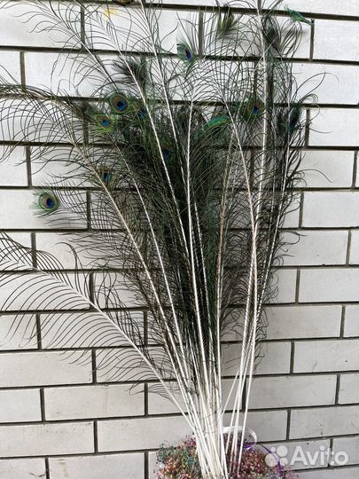 Павлинье перья