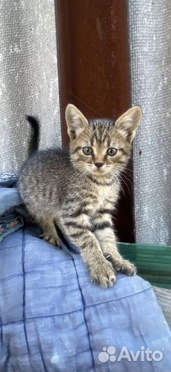 Кошечка в добрые руки