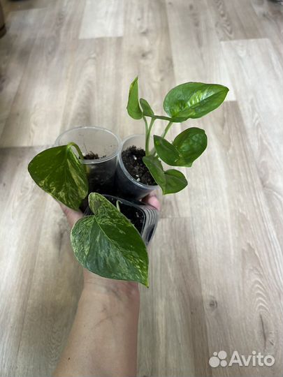 Ампельные набором цветы