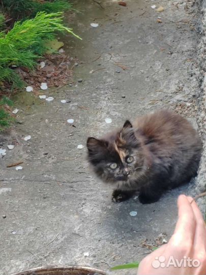 Кошка бесплатно