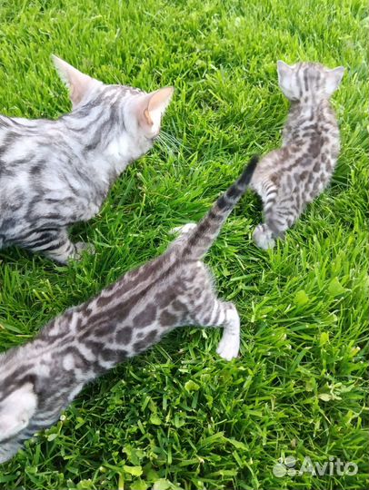 Бенгальские котята серебро