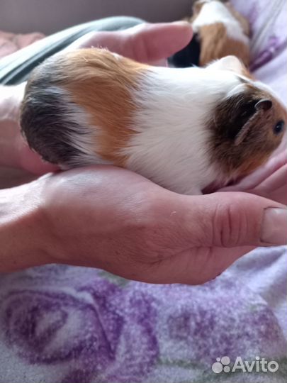 Морская свинка