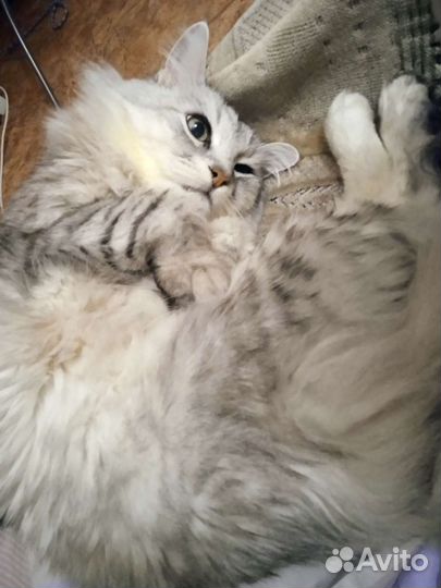 Полубританец, домашний