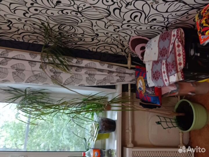 Пальма драцена