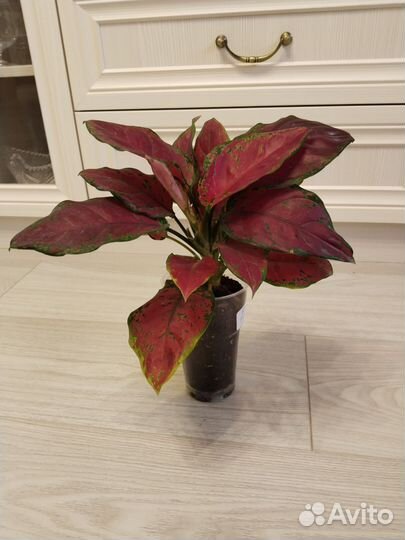 Аглаонема black maroon