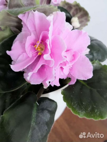 Фиалка розовая