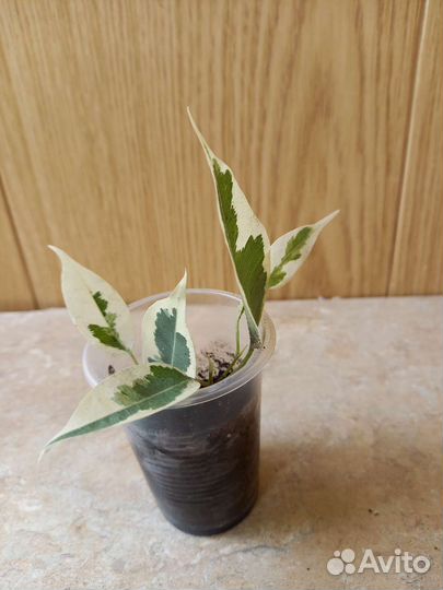 Фикус каучуконосный,Де гантель,Белиз,Амстел кинг