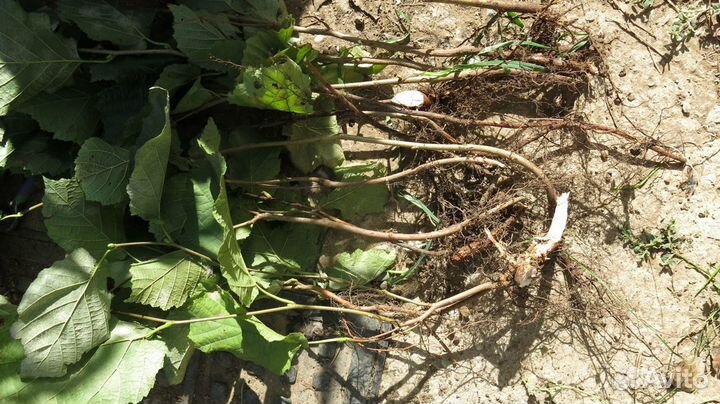 Саженец фундука Трапезунд вегетативный отросток