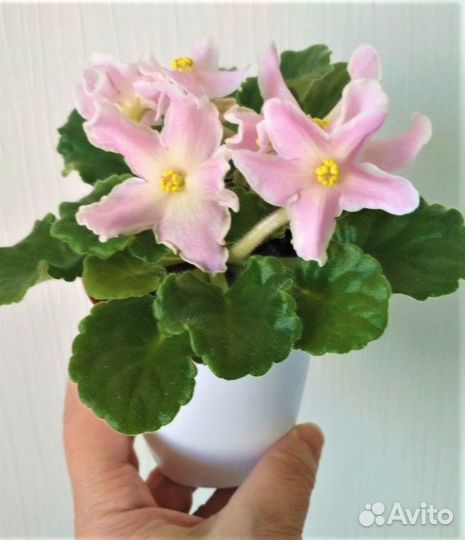 Фиалки коллекционные, сортовые