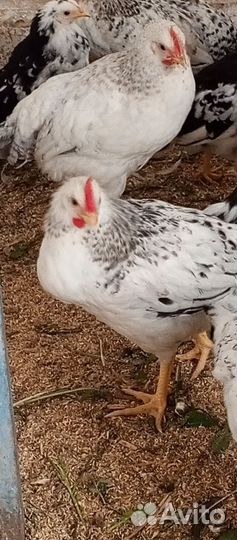 Молодые петушки