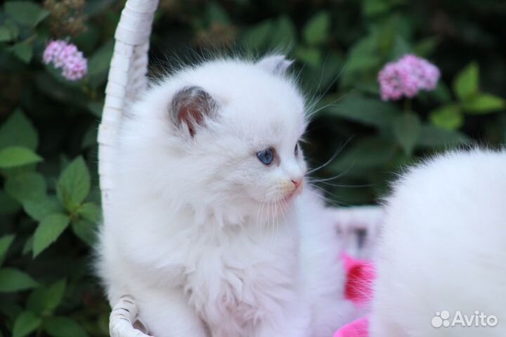 Котята рэгдолл (второе потомство) чистокровные