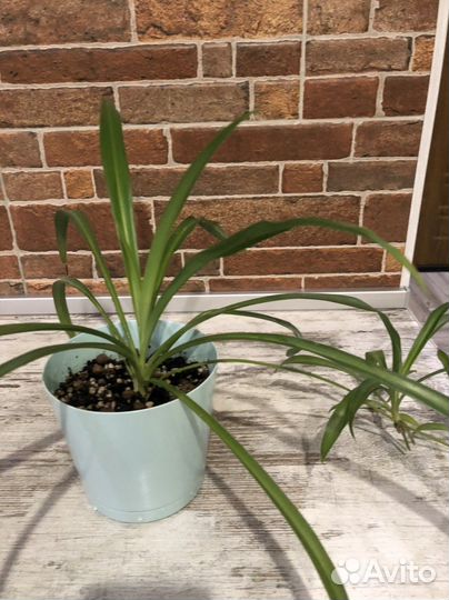 Хлорофитум