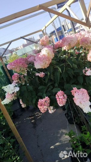 Гортензия фрайз мельба