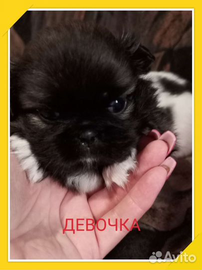 Щенки пекинеса