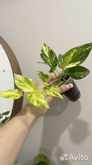 Сциндапсус эпипремнум