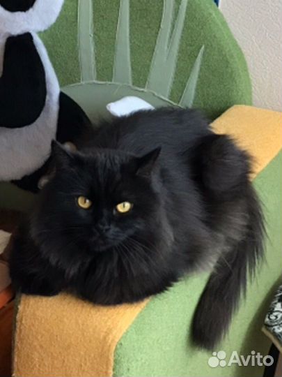 Передержка кошек и котов