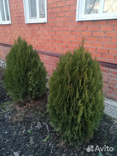 Туя книжка от 1м50см