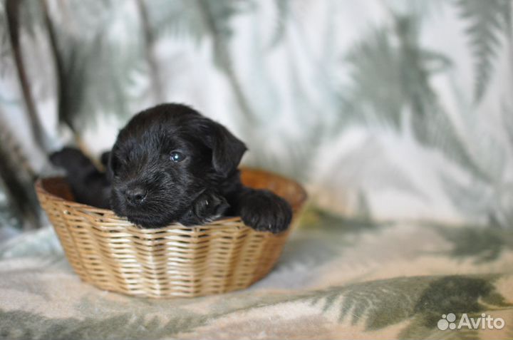 Щенки цвергшнауцера от заводчика