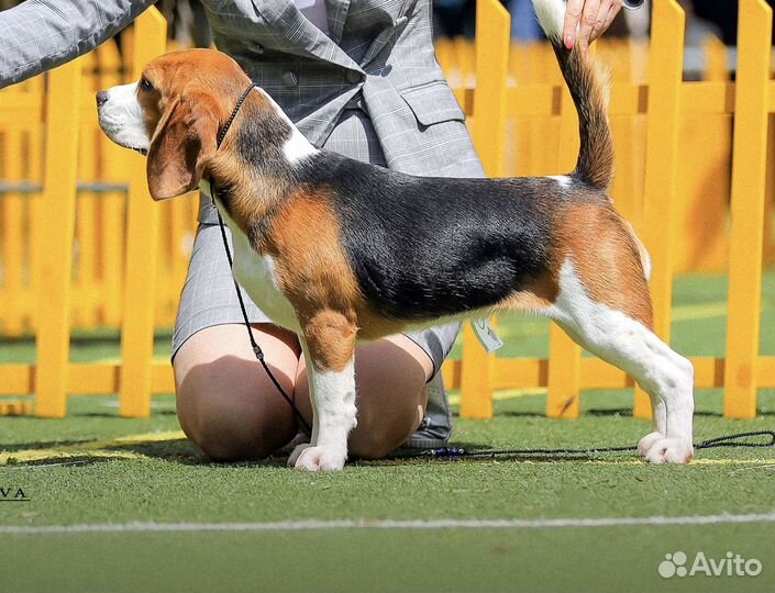 Щенки бигль