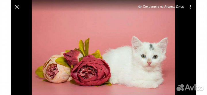 Кошка в дар бесплатно
