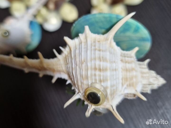 Сувениры из ракушек