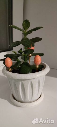 Денежное дерево толстянка крассула