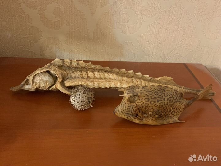 Засушенные рыбки