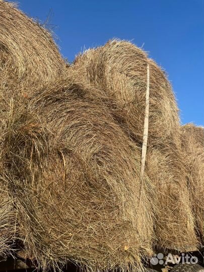 Сено 2024 Разнотравье)