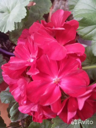 Герань алая махровая