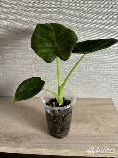 Алоказия регал шилдс