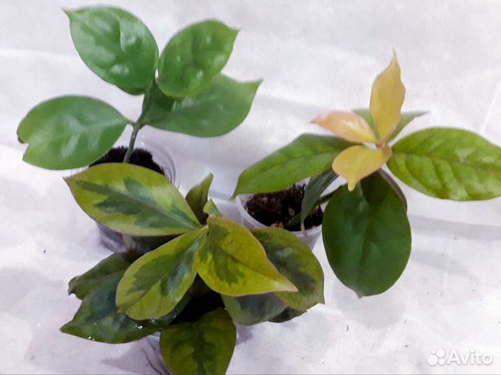 Домашние цветы (часть 2)