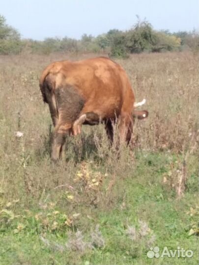 Корова дойная