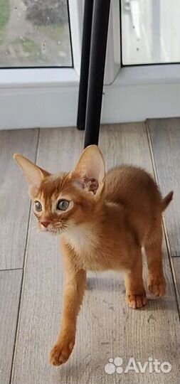 Абиссинские котята