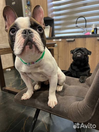 Адресник для собаки