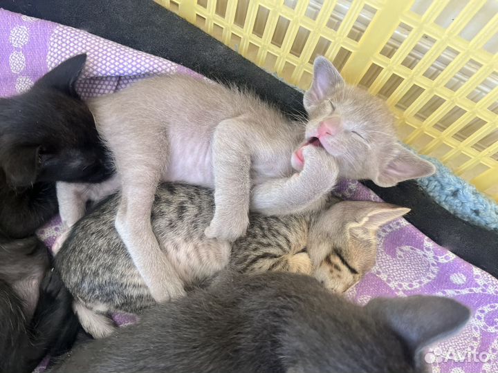 Ориентальные котята