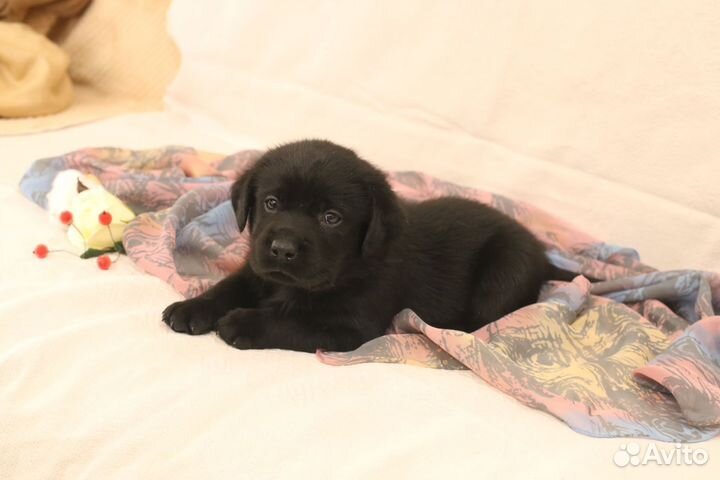 Щенки лабрадора