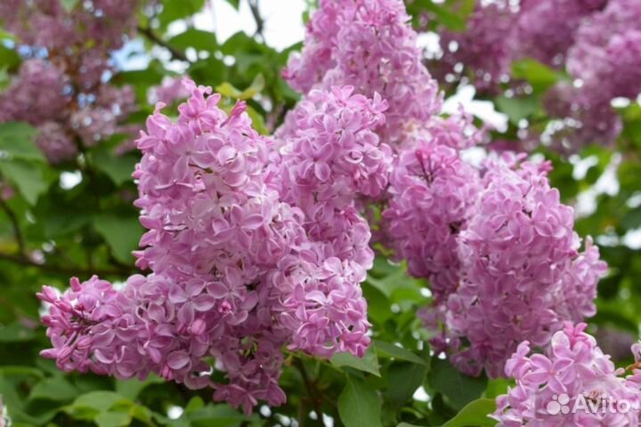 Сирень Бюффон