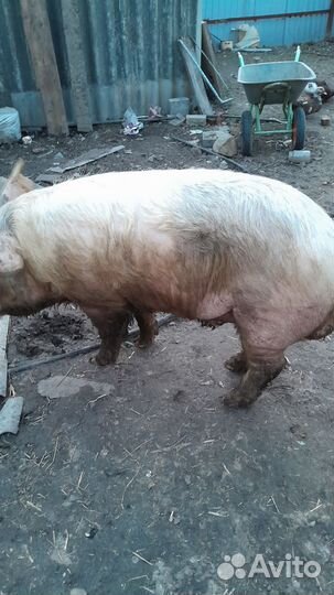 Хряк на племя