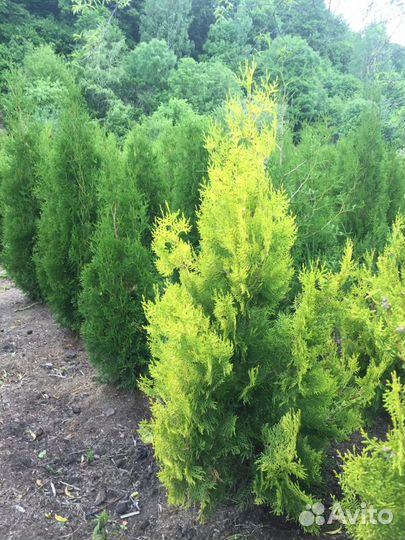 Саженцы разные