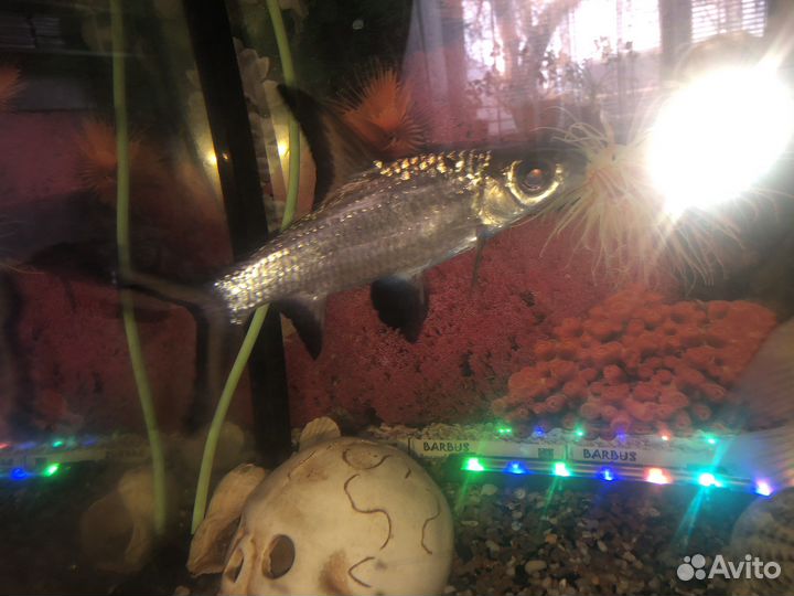 Акулий балу